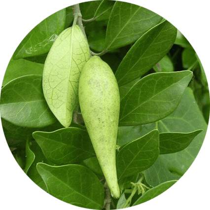 Gymnema Leaf Extract